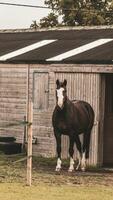 châtaigne beauté fermer de une étourdissant cheval photo