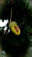 détaillé macro coup de européen chêne feuille et gland photo