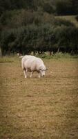 troupeau de laineux mouton sur une campagne ferme photo