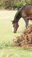 châtaigne beauté fermer de une étourdissant cheval photo