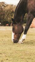 châtaigne beauté fermer de une étourdissant cheval photo