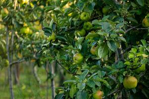 pommes vertes sur une branche d & # 39; arbre photo