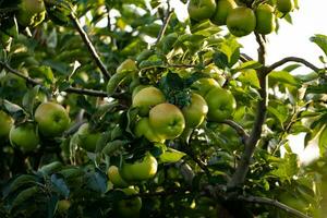 pommes vertes sur une branche d & # 39; arbre photo