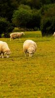 troupeau de laineux mouton sur une campagne ferme photo