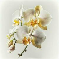 là est une magnifique orchidée ensemble contre une blanc Contexte. ai génératif photo