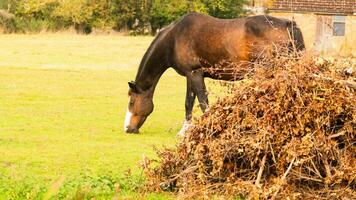 châtaigne beauté fermer de une étourdissant cheval photo