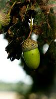 détaillé macro coup de européen chêne feuille et gland photo