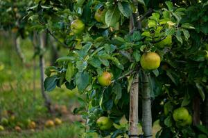 pommes vertes sur une branche d & # 39; arbre photo