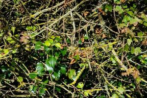 texture Contexte de buisson avec branche photo