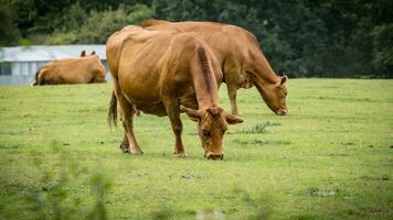 rural Prairie pâturage marron bétail dans vert pâturage photo
