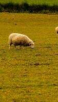 troupeau de laineux mouton sur une campagne ferme photo