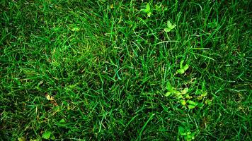 texture Contexte de vert herbe photo