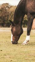 châtaigne beauté fermer de une étourdissant cheval photo