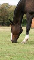 châtaigne beauté fermer de une étourdissant cheval photo