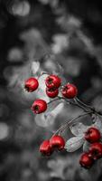 macro fermer de mûr aubépine baies dans l'automne photo