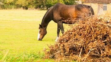 châtaigne beauté fermer de une étourdissant cheval photo