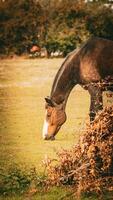 châtaigne beauté fermer de une étourdissant cheval photo