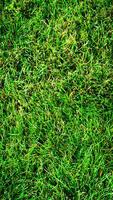 texture Contexte de vert herbe photo