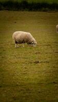 troupeau de laineux mouton sur une campagne ferme photo