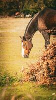 châtaigne beauté fermer de une étourdissant cheval photo