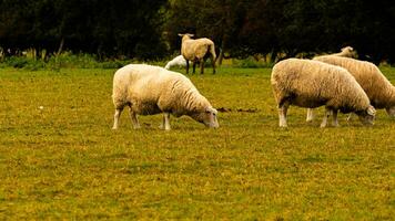 troupeau de laineux mouton sur une campagne ferme photo