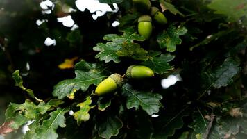 détaillé macro coup de européen chêne feuille et gland photo