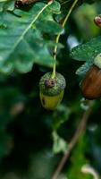 détaillé macro coup de européen chêne feuille et gland photo