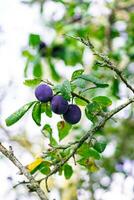 violet bleu prunes sur arbre branche photo