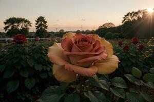 ensoleillé beauté dans le Rose jardin. ai généré. photo