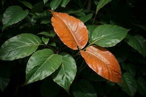 captivant jungle feuille dans la nature s embrasser. ai généré. photo