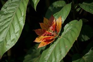 vibrant feuilles dans le enchanteur jungle. ai généré. photo