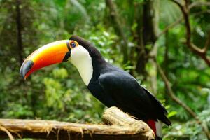 vue de une toucan photo