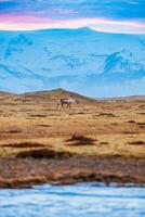 orignaux en marchant autour neigeux réglage et des champs avec énorme neige couvert collines, formant islandais paysage. scandinave faune polaire faune dans Islande, Naturel neigeux montagnes dans l'hiver. photo