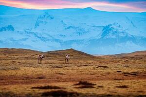 islandais faune dans paysage avec rose ciel et incroyable marron glacial terres, groupe de orignaux représentant scandinave faune dans Islande. magnifique scénique route paysages avec animaux. photo