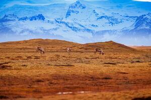 islandais faune dans nordique paysage avec rose ciel et congelé neigeux montagnes, marron campagne des champs. fantastique groupe de orignaux représentant scandinave faune dans Islande. photo