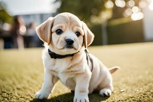 réaliste chiot race images. captivant Photos de populaire chiens pour vente. ai génératif