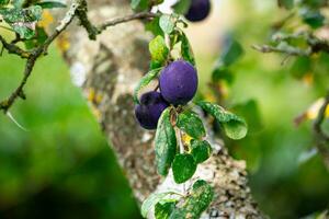 violet bleu prunes sur arbre branche photo