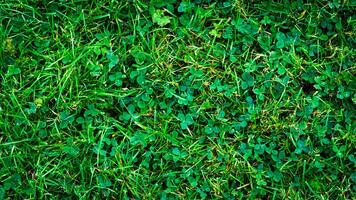 texture Contexte de vert herbe photo