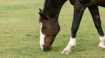 châtaigne beauté fermer de une étourdissant cheval photo