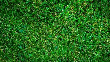 texture Contexte de vert herbe photo