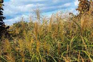 miscanthus sinensis se balance dans le vent. magnifique grand herbe dans le Soleil se balance dans le vent photo