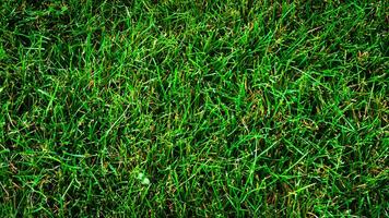 texture Contexte de vert herbe photo