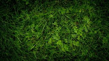 texture Contexte de vert herbe photo