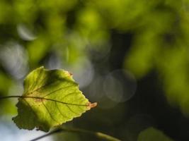 Feuille d'automne vert-jaune sur un arrière-plan flou photo