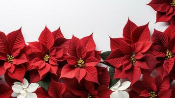 poinsettia fleurs avec copie espace photo