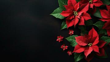 poinsettia fleurs avec copie espace photo