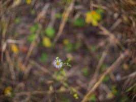 belle petite fleur de marguerite sur un beau fond flou photo