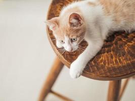 jeune chaton avec de beaux yeux bleus de couleur blanc rouge