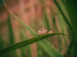escargot en coquille rampant sur l'herbe ou le roseau de maïs, journée d'été dans le jardin