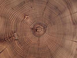 un gros plan d'une coupe de scie d'une grande souche d'acacia. fond de bois photo